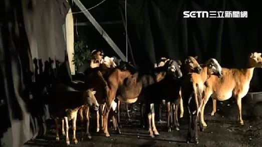 13隻羊路上跑馬拉松 居民組隊當牧羊人