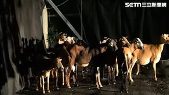 13隻羊路上跑馬拉松　居民組隊當牧羊人