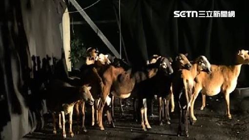 13隻羊路上跑馬拉松　居民組隊當牧羊人