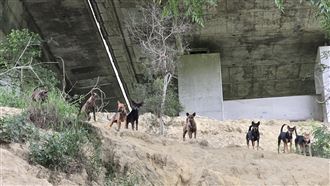 彰化花壇徵「犬隻調查員」！月薪34K起