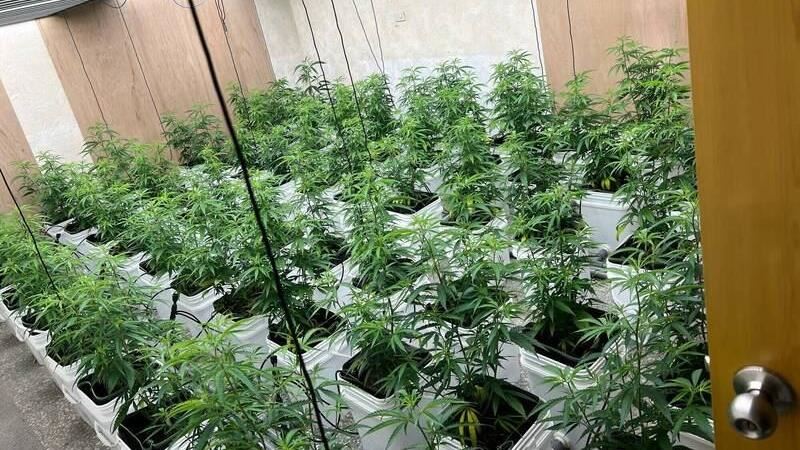 廖、陳2人利用「扦插法」大量種植大麻,數量讓人咋舌。(圖/檢方提供)