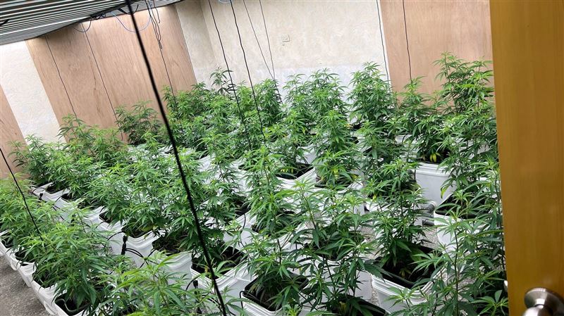 2男自動化設備種「扦插」種大麻 嘉檢起訴