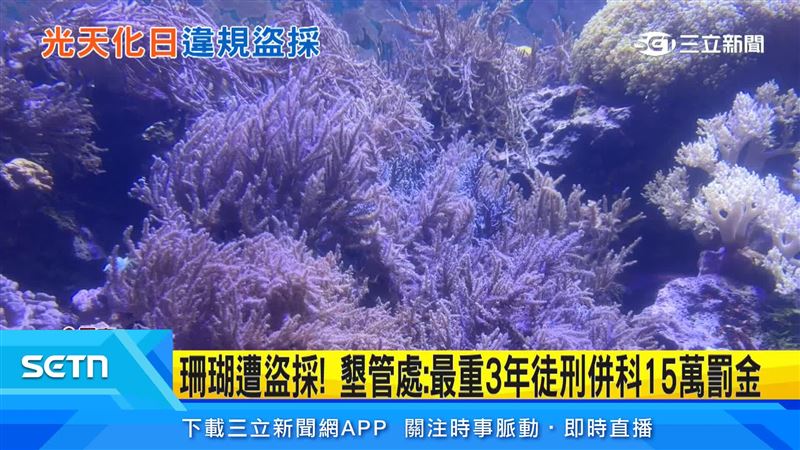 台灣珊瑚多屬保育類,採集恐觸法,違者最高恐面臨3年以下徒刑及15萬元罰金