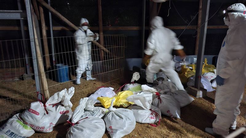 桃園市府針對場內約2500隻珍珠雞撲殺、銷毀。(圖/翻攝畫面)