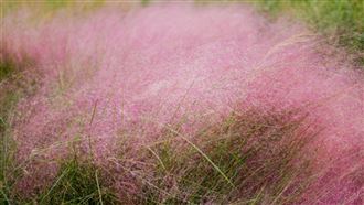 苗栗「粉紅花海」超夯　農業部：要求移除