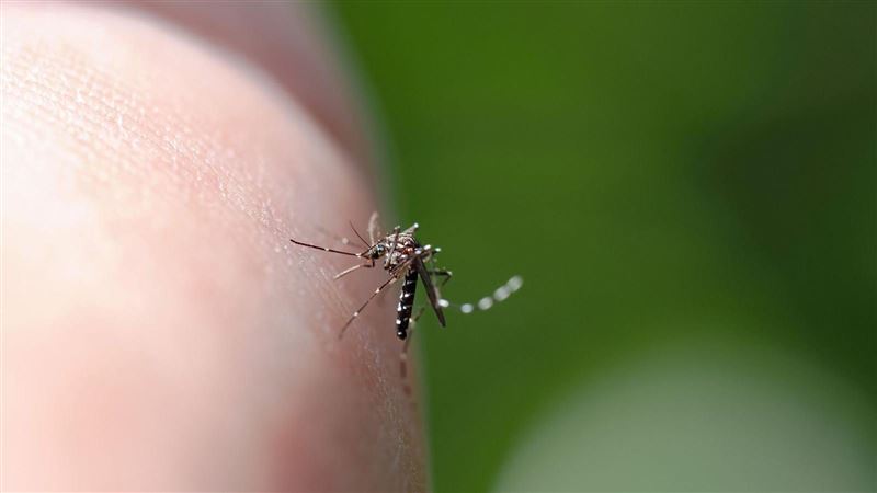 半夜有蚊子別開燈找！魚漿夫婦靠手機捕蚊