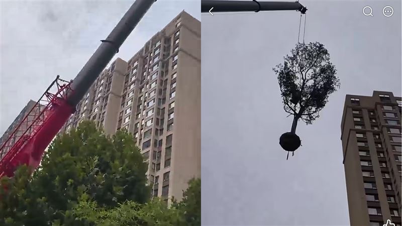 吳淡如分享好友老公僱用吊臂送樹的景象。(圖/翻攝自IG)