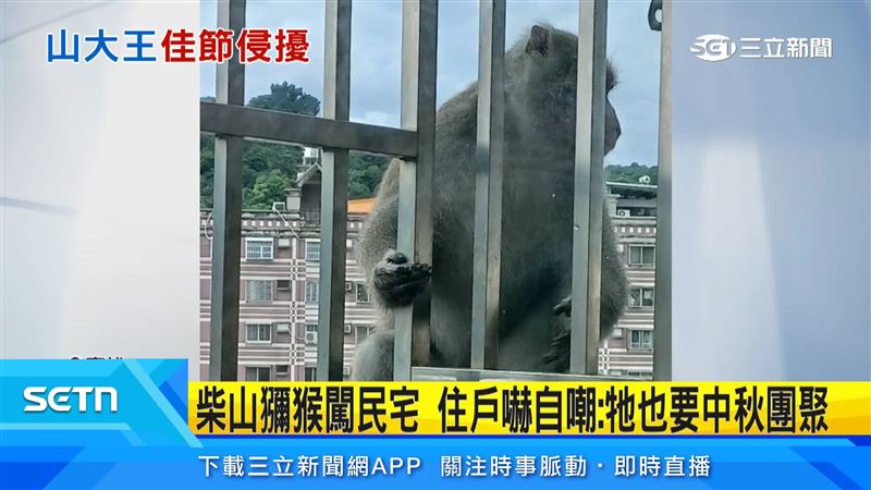 柴山獼猴頻闖民宅翻找食物,專家提醒平時應關緊門窗、避免食物外露,若獼猴已闖入屋內,則應打開門窗讓牠自行離開