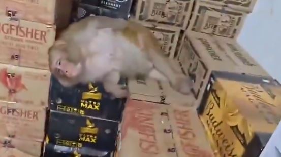 印度一隻懷孕的母猴子闖進酒行,喝到爛醉,而且還是累犯。(圖/翻攝自x @MeghUpdates)