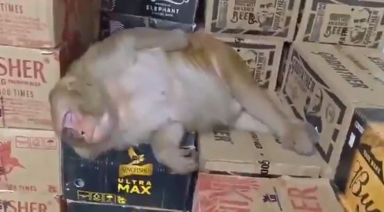 累犯!母猴闖店「喝掉半瓶伏特加」倒頭睡