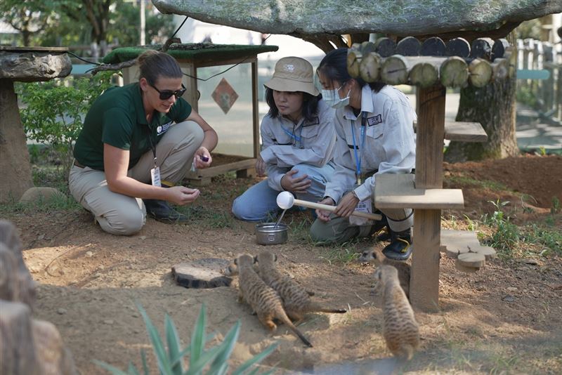 美國布里瓦德動物園動物行為與計畫總監Lauren Hinson,帶領學員使用響片和目標棒進行狐獴行為訓練。(圖/飯店旅宿業者提供)