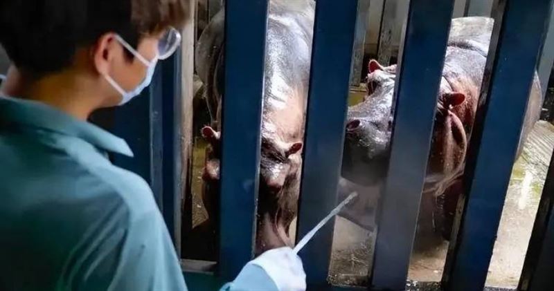 28歲胡宇磊擁有碩士學歷,畢業後進入武漢動物園,成為兩頭河馬的專職保育員。(圖/九派新聞,下同)