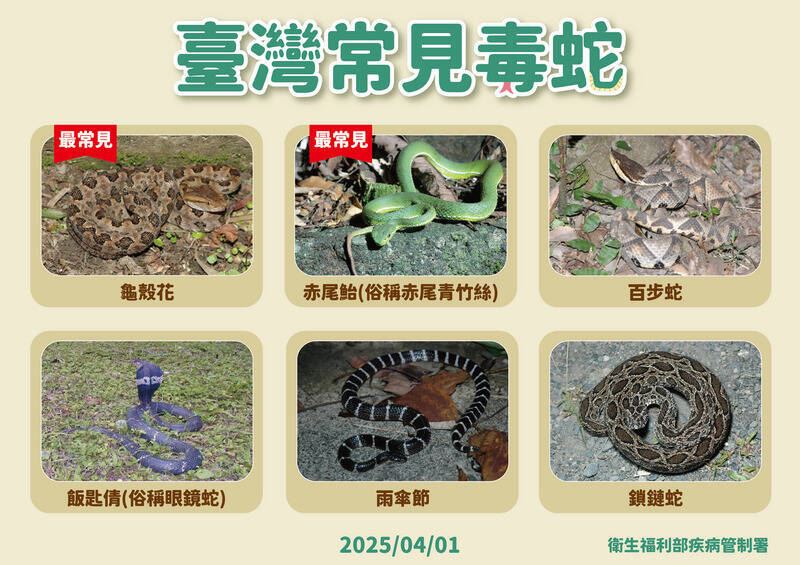 南投年抓3千條毒蛇,議員卻驚爆南投縣內各醫療院所目前完全沒有儲備罕見毒蛇「鎖鏈蛇」的專用抗蛇毒血清。(圖/翻攝畫面)