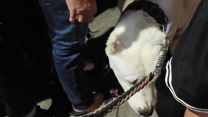 高雄童姓男子,牽著中亞牧羊犬進入瑞豐夜市,因犬隻與53歲歐姓女子發生口角。(圖/翻攝畫面)
