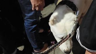 牽牧羊犬逛瑞豐夜市！她怒：太大隻嚇到我