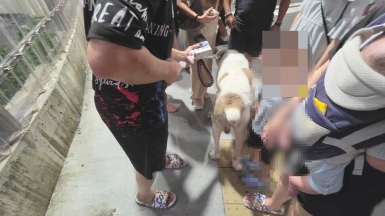 高雄童姓男子,牽著中亞牧羊犬進入瑞豐夜市,因犬隻與53歲歐姓女子發生口角。(圖/翻攝畫面)