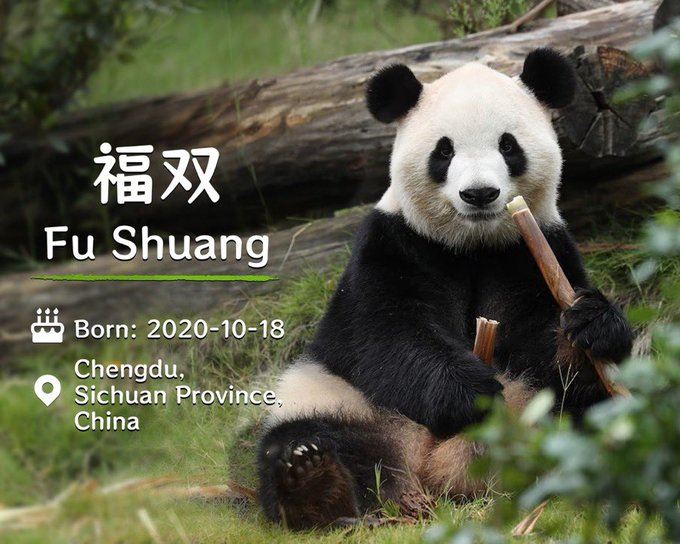 根據中美雙方安排,這對大熊貓將在亞特蘭大動物園開啟為期10年的旅居生活。(圖/翻攝自X平台 @PDChinese)