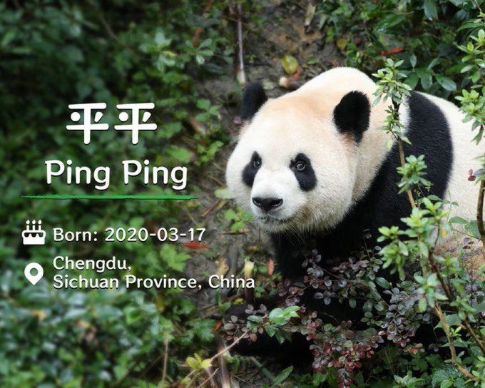 根據中美雙方安排,這對大熊貓將在亞特蘭大動物園開啟為期10年的旅居生活。(圖/翻攝自X平台 @PDChinese)