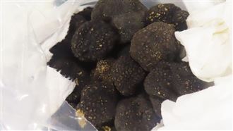 保加利亞「黑松露」鎘超標！吃多恐致癌
