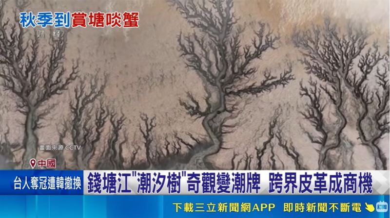 錢塘江大潮雕出奇幻「潮汐樹」,大自然的驚艷畫作。(圖/CCTV)