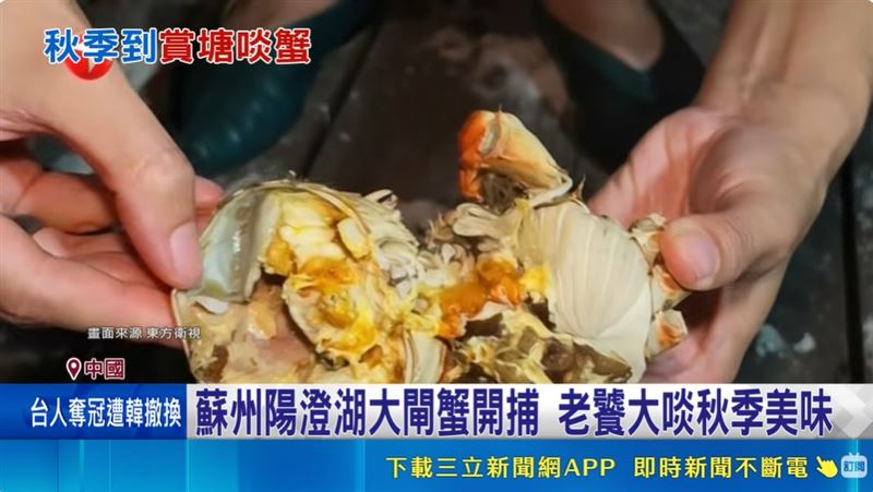 陽澄湖大閘蟹開捕！滿滿蟹黃估產破萬噸