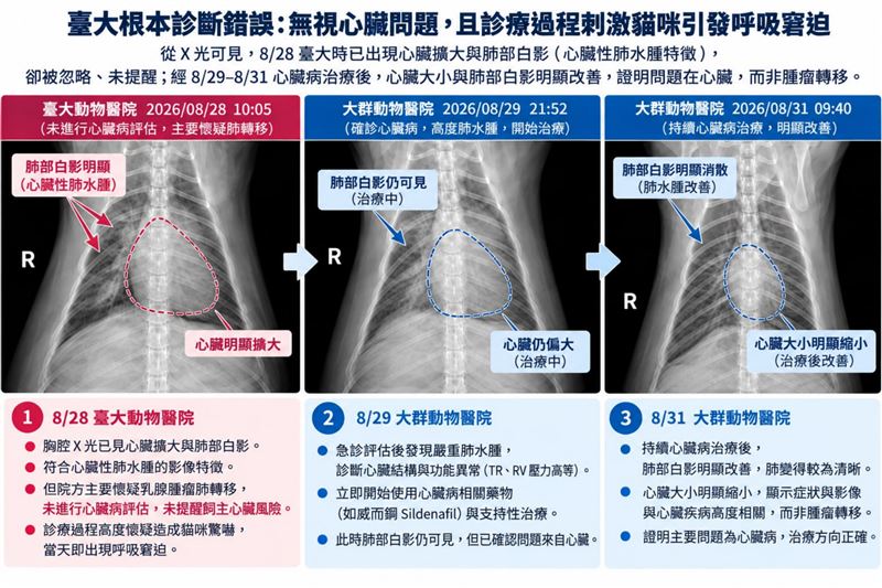 院內曾替粽粽餵食整顆Doxycycline(多西環素)錠劑,不久後出現急性呼吸窘迫。(圖/飼主提供)