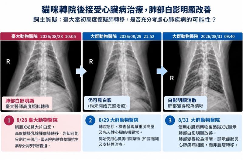 經轉院後,發現粽粽患有嚴重肺高壓及先天性心臟疾病。(圖/飼主提供)