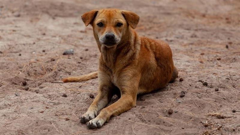 不打疫苗狂犬病1個月猝逝 他死前後悔勸世