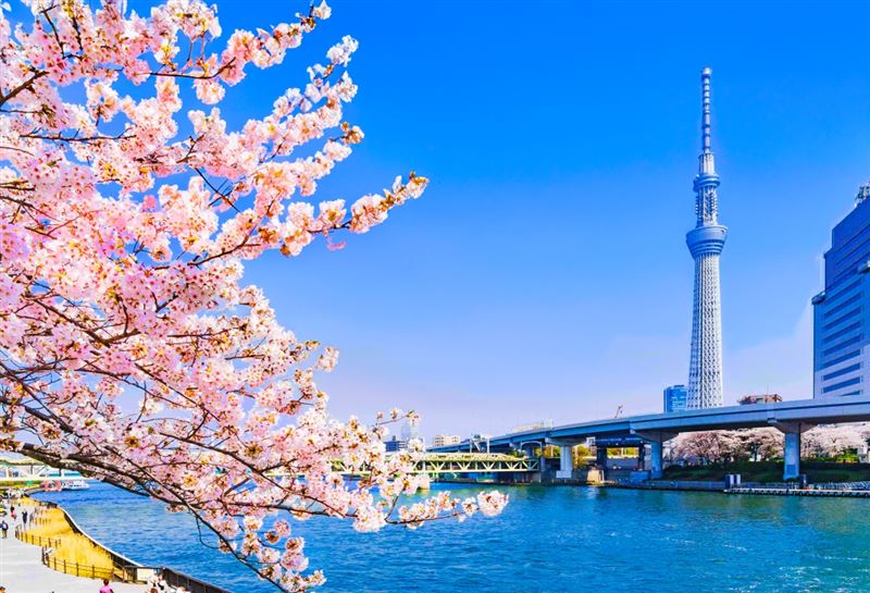 東京隅田川畔粉嫩櫻花盛開，遠眺晴空塔矗立遠方。（圖／旅宿業者提供）