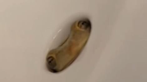 水槽長出眼睛！真面目神展開
