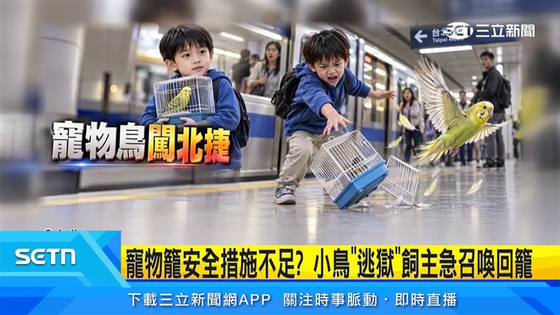 捷運站內寵物鳥疑因鳥籠摔落、籠門意外開啟飛出,停在一旁男子肩上,飼主急忙拿籠子呼喚牠回籠