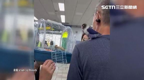 寵物鳥北捷站「飛出籠外」　飼主急召回籠