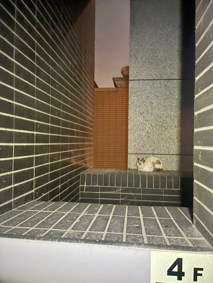 桃園市中壢區一名49歲伊朗籍女子的愛貓日前凌晨凌晨2時許在家中不明原因受到驚嚇,突然竄出窗戶,受困於高處橫樑。(圖/桃園電子報提供)