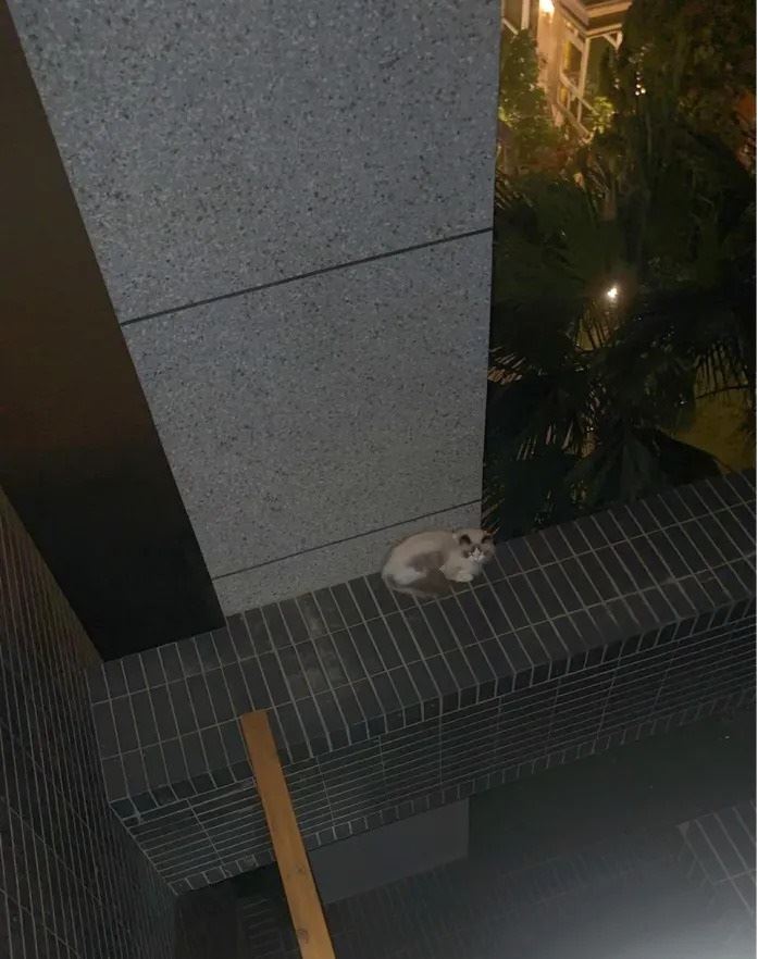 桃園市中壢區一名49歲伊朗籍女子的愛貓受驚竄出窗戶,停留在建物外側橫樑上,因所在位置人員無法直接抵達,讓她十分焦急。(圖/桃園電子報提供)