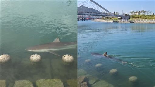 鯊魚闖釜山親水公園！吸60萬名遊客變網紅