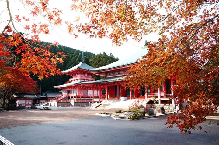 延曆寺腹地內的法華總持院東塔・阿彌陀堂,在滿山楓香映襯下相映成趣,展現秋季獨有的古剎之美。(圖/比叡山琵琶湖DMO提供)