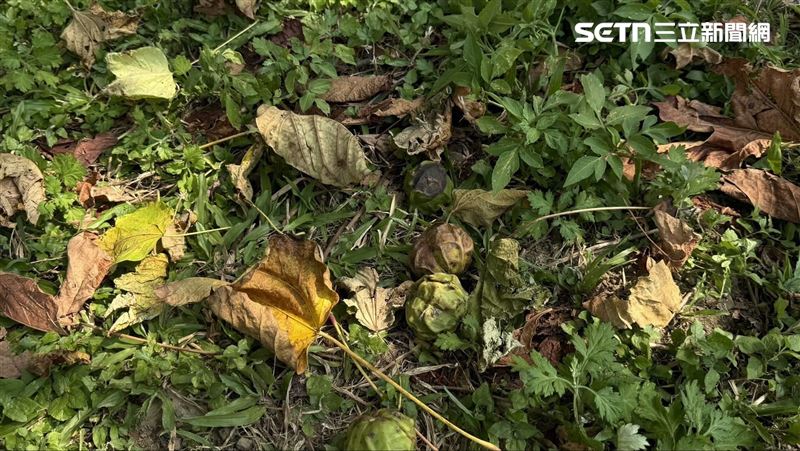 14學生誤食油桐子中毒　華興高中揭露原因