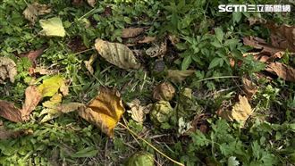 14學生誤食油桐子中毒　華興高中揭露原因