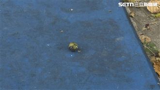 14生誤食油桐果送醫　北榮、新光曝現況