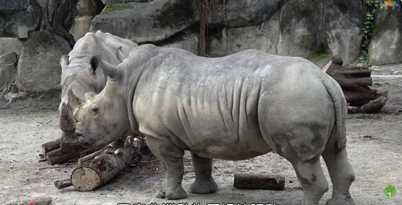 北市立動物園白犀牛「犀春」與「犀旺」,上月29日從原本鄰近斑點鬣狗的活動場搬新家。(圖/台北市立動物園提供)