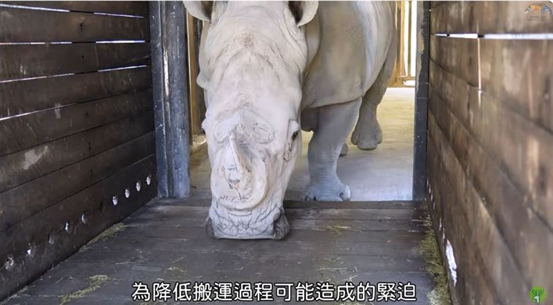 為了降低搬運可能造成的緊迫,保育員平時就透過日常照養訓練,讓2隻白犀牛逐漸熟悉進入運輸箱籠等操作。(圖/台北市立動物園提供)