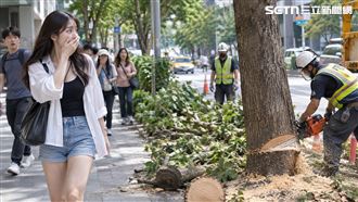 中央立法砍樹？國土署：是不能擋駕駛視線