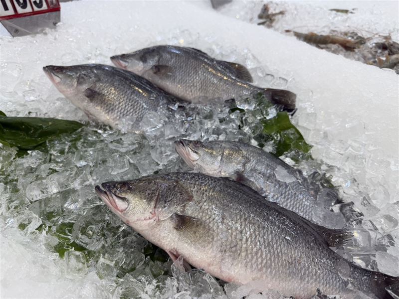 愛買「金目鱸魚」每條只要119元。(圖/愛買提供)