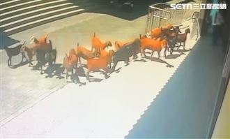 待宰肉羊大逃亡！19隻衝靈骨塔…真相曝光