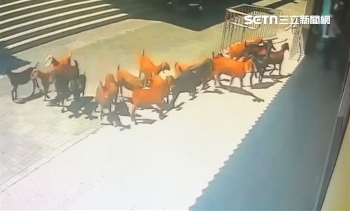 待宰肉羊大逃亡！19隻衝靈骨塔…真相曝光