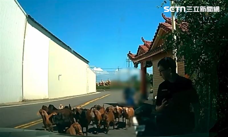 員警開著巡邏車一路在後方戒護壓陣,護送牠們平安回到羊舍,結束這場大逃亡。(圖/翻攝畫面)