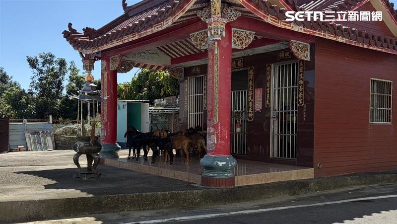眾人最後在土地公廟尋獲整整19隻偷溜出柵欄的羊群,正乖乖聚在一起乘涼。(圖/翻攝畫面)