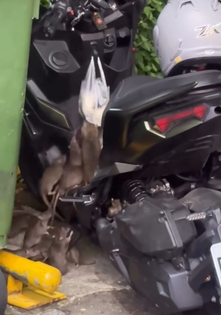 台中市太平區再度出現老鼠大軍搶食畫面,引發輿論熱議。(圖/翻攝自Threads @ywei_29)