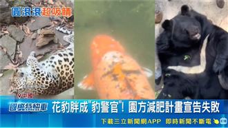 動物全胖成球！四川動物園伙食爆表門票飆
