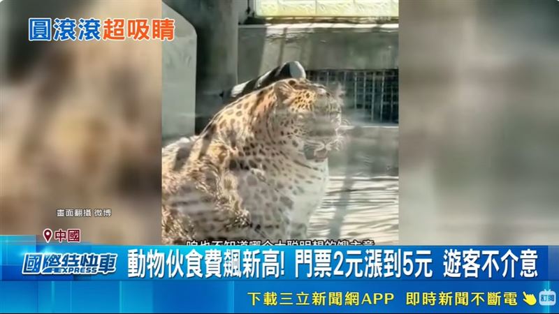 神似《動物方城市》的「豹警官」,讓牠意外成為四川攀枝花動物園「鎮園之寶」。(圖/翻攝微博)